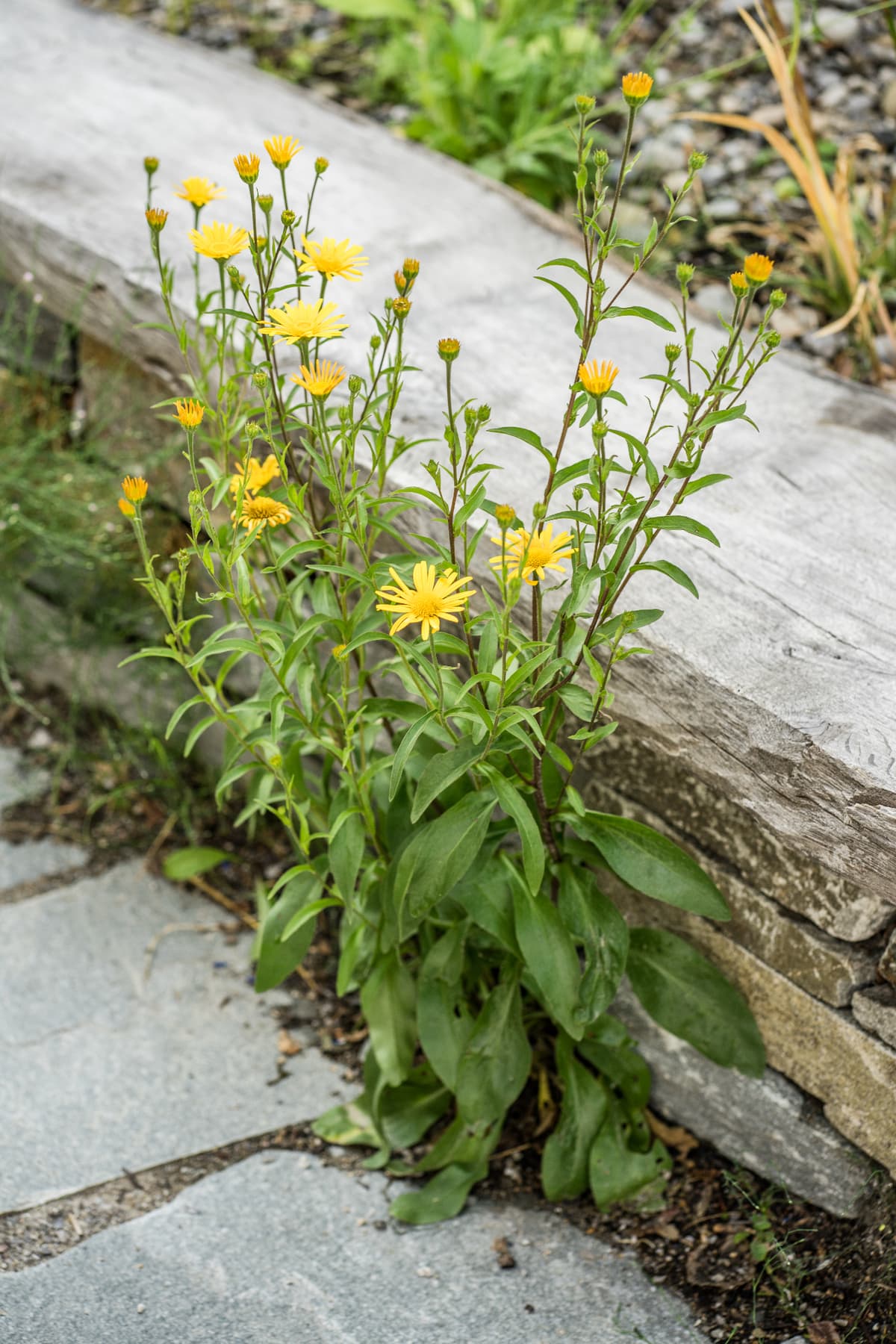 Wohlfühl-Garten auf kleinem Raum - Bild 14