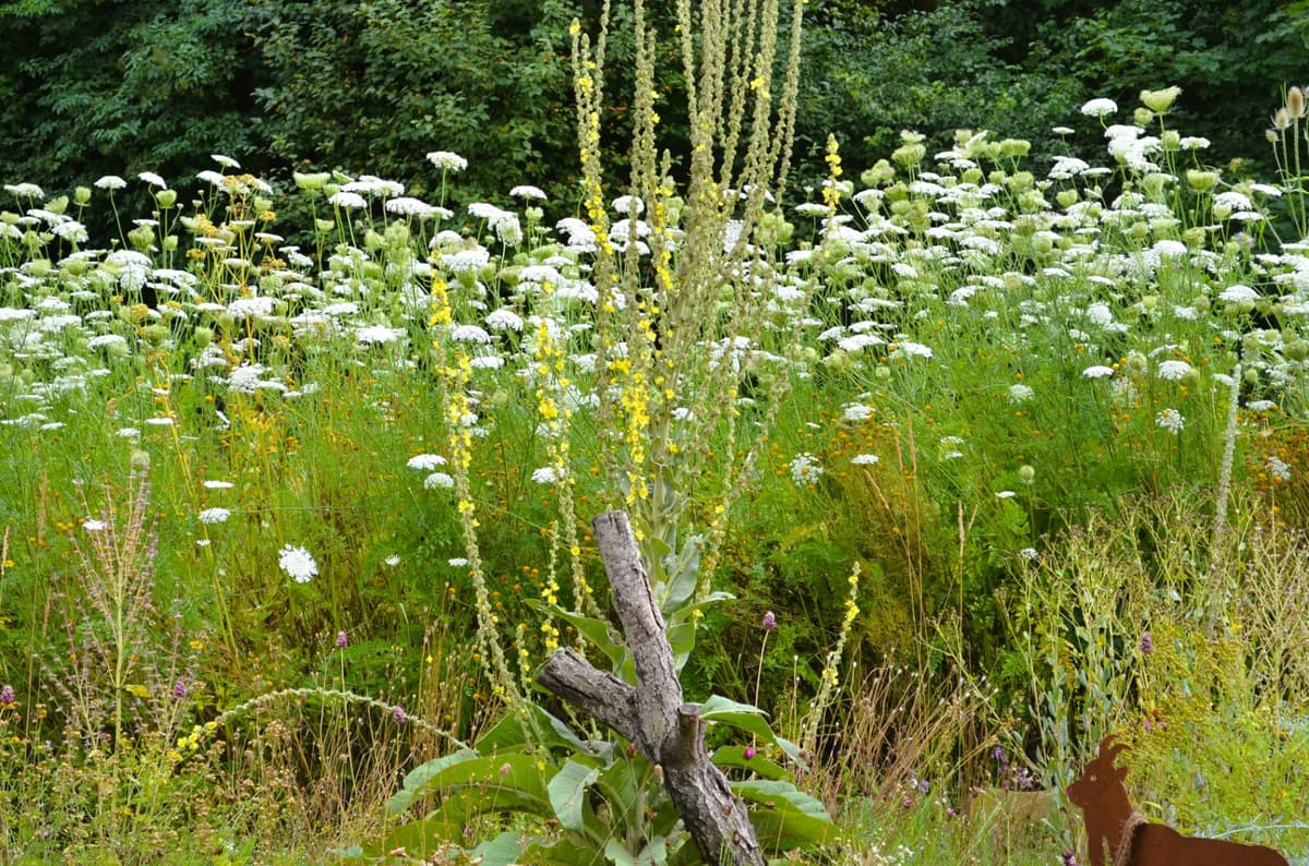 Selbstversorger-Naturgarten - Bild 16