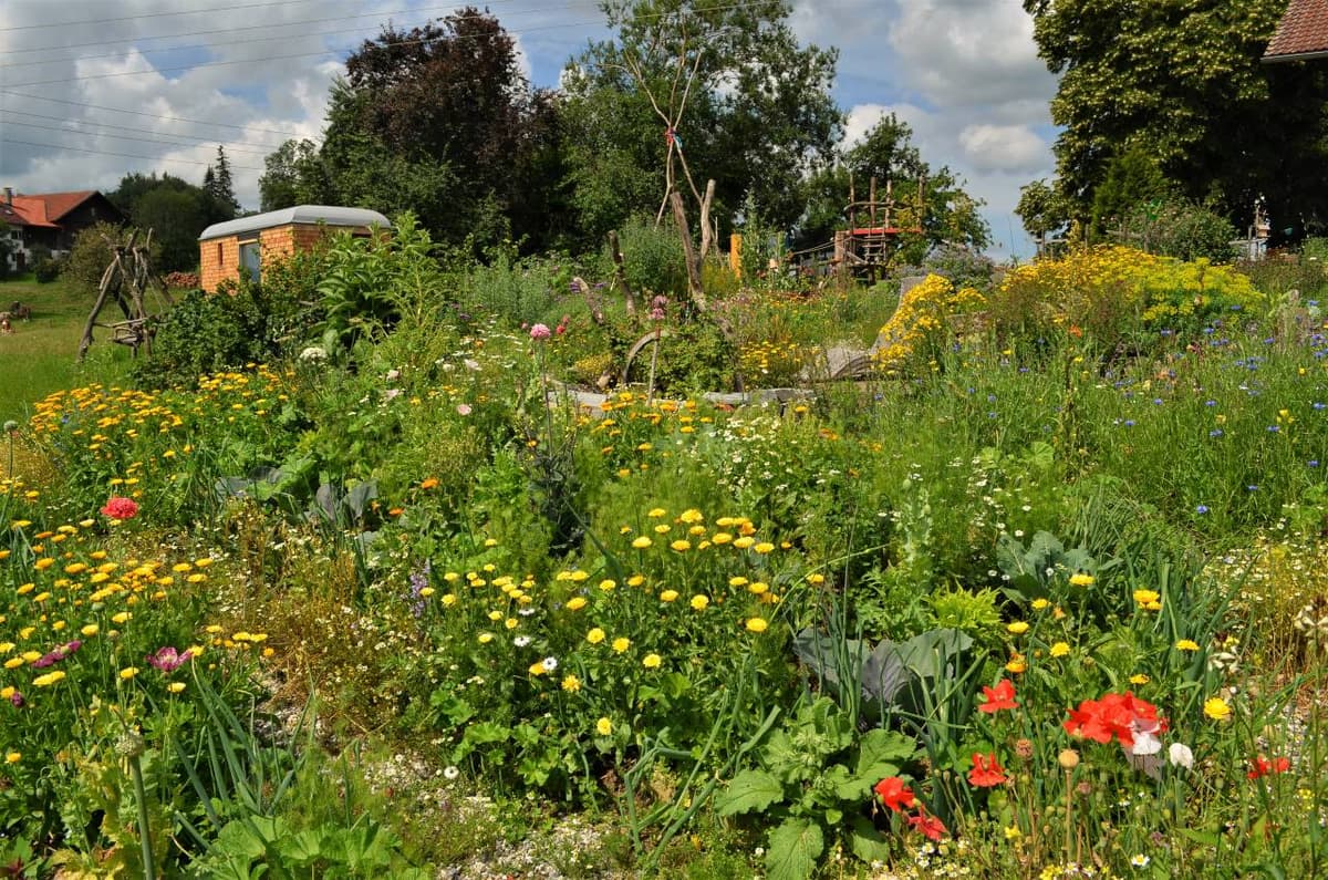 Permakultur-Selbstversorger Garten - Bild 17