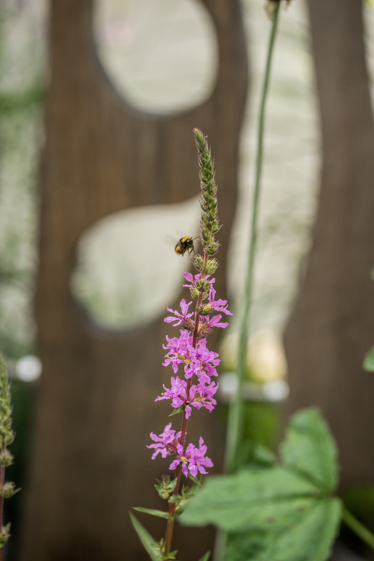 Wohlfühl-Garten auf kleinem Raum - Bild 17