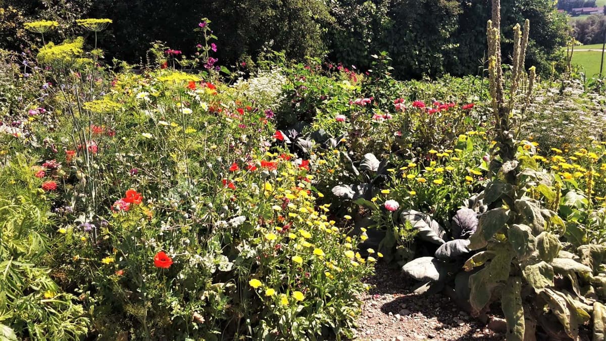 Permakultur-Selbstversorger Garten - Bild 2