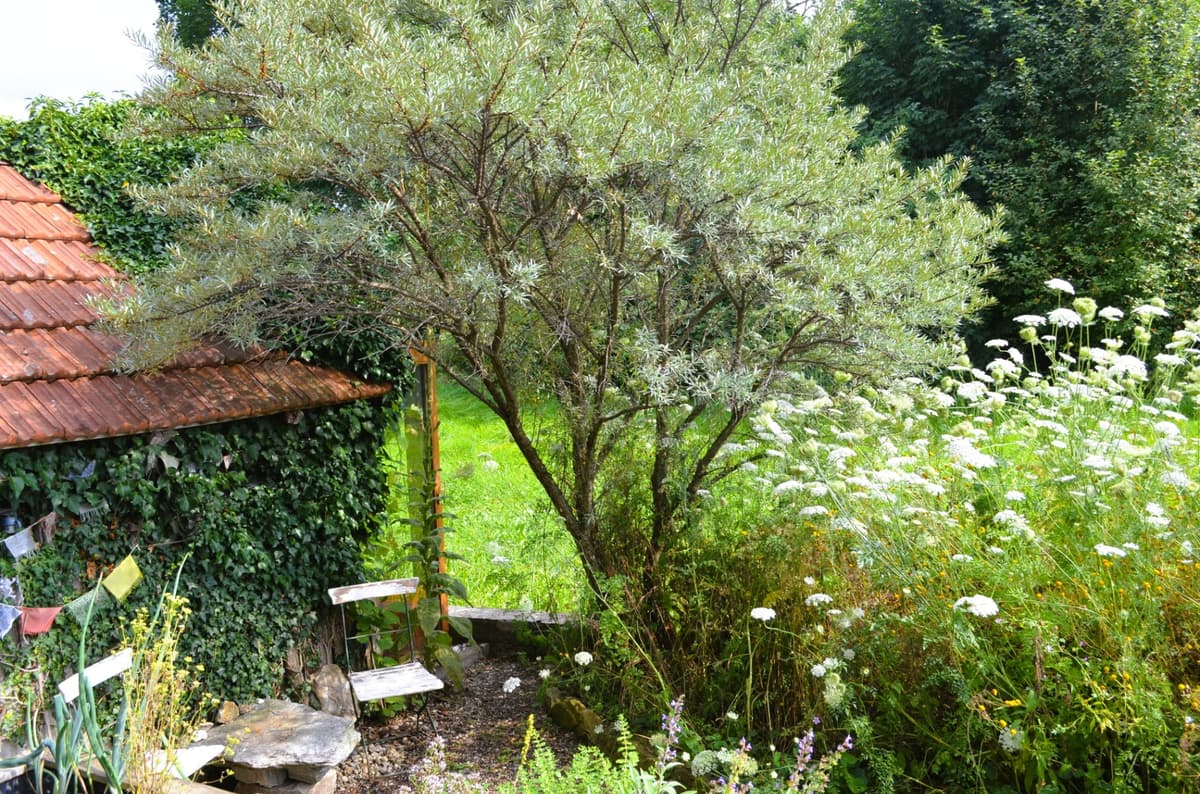 Selbstversorger-Naturgarten - Bild 21