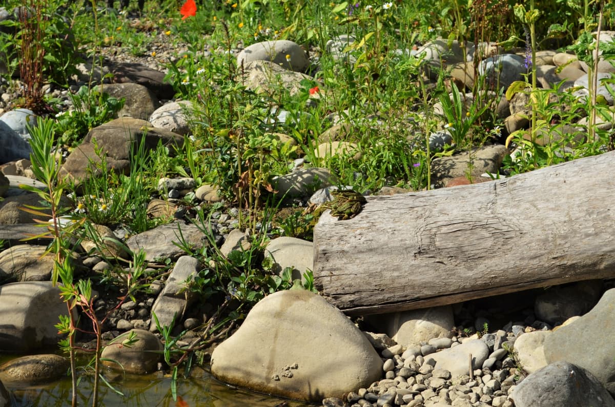 Natur- und Landschaftsgarten - Bild 5