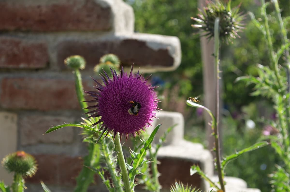 Natur- und Landschaftsgarten - Bild 6