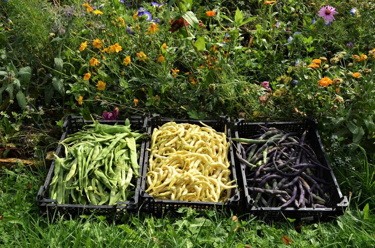 Permakultur-Selbstversorger Garten - Bild 7