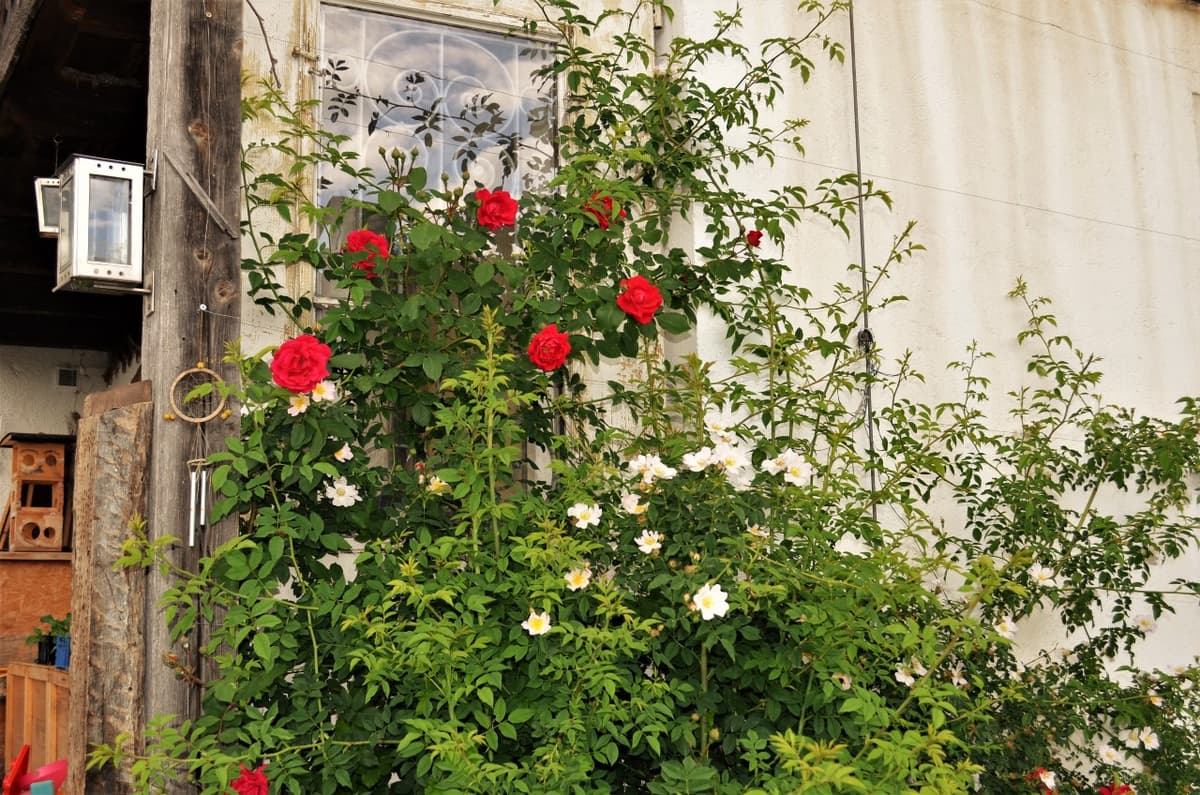 Permakultur-Selbstversorger Garten - Bild 8