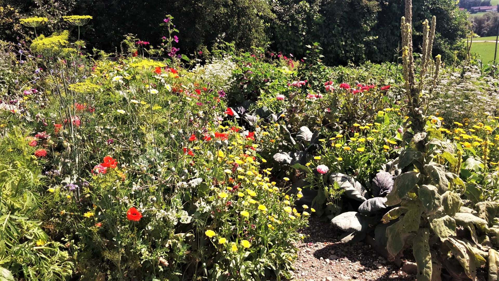 Permakultur-Selbstversorger Garten - Bild 2