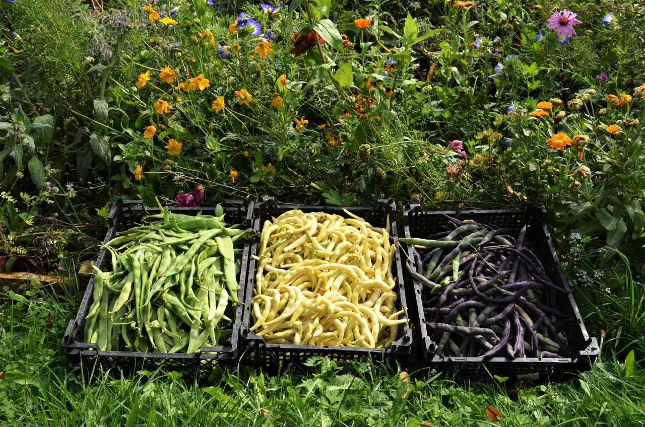 Permakultur-Selbstversorger Garten - Bild 7